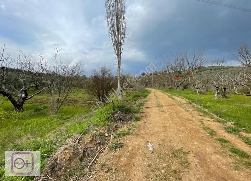 Violetten Bursa Mudanya Bademli Satılık 7.250 M2 Arazi/tarla - Görsel 5