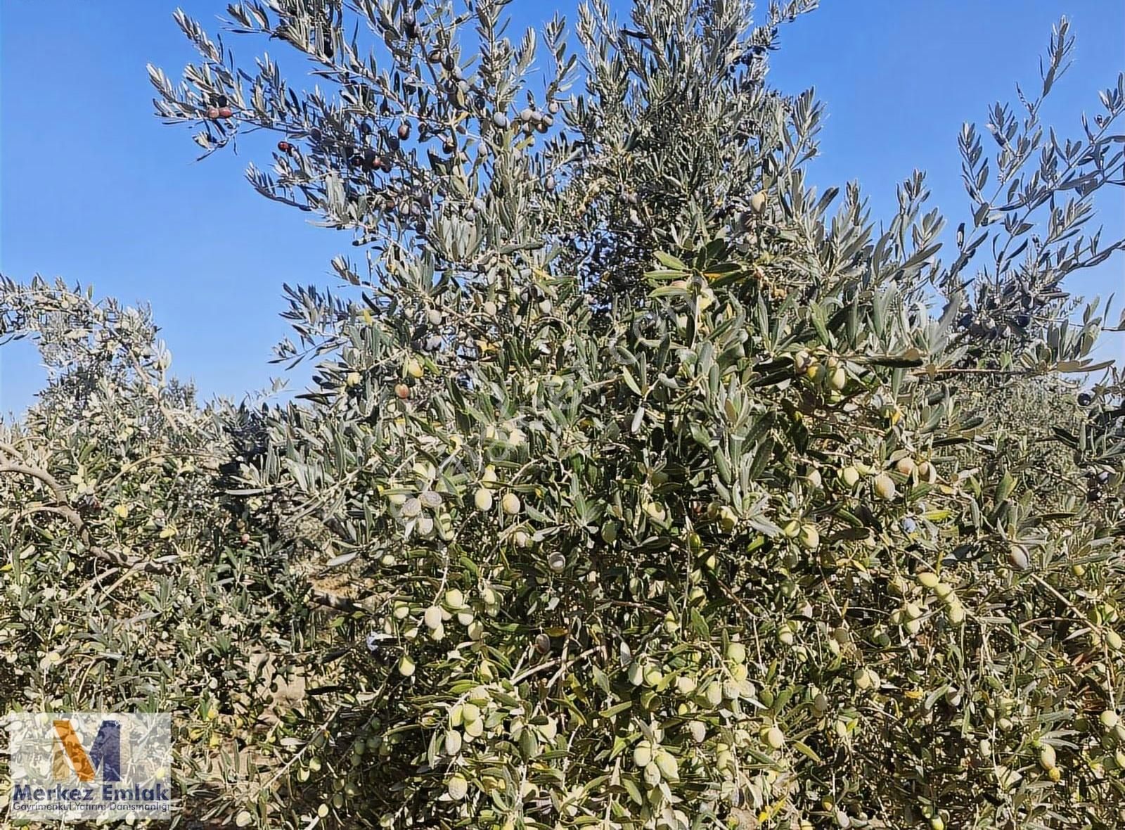 Merkez'den Dikili'ye 7 Km Yakınlıkta Satılık Zeytinlik - Görsel 6