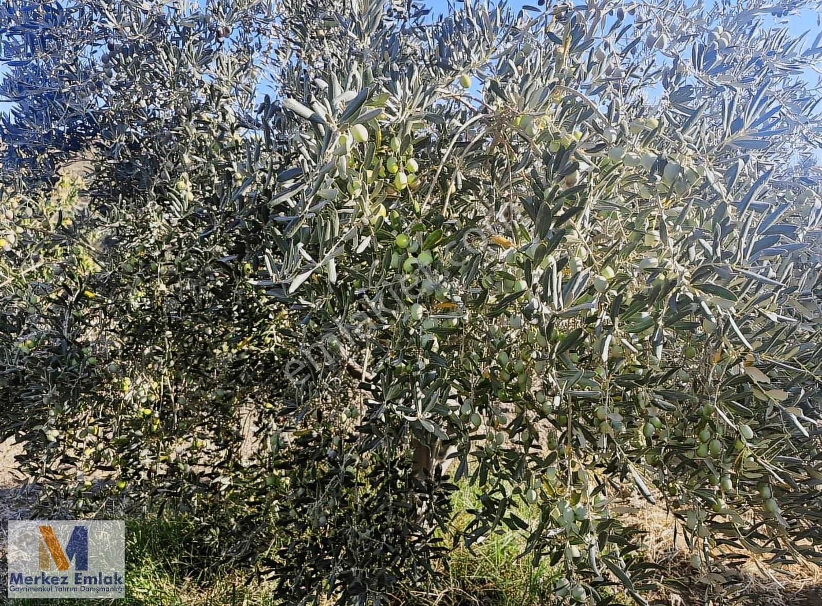Merkez'den Dikili'ye 7 Km Yakınlıkta Satılık Zeytinlik - Görsel 5