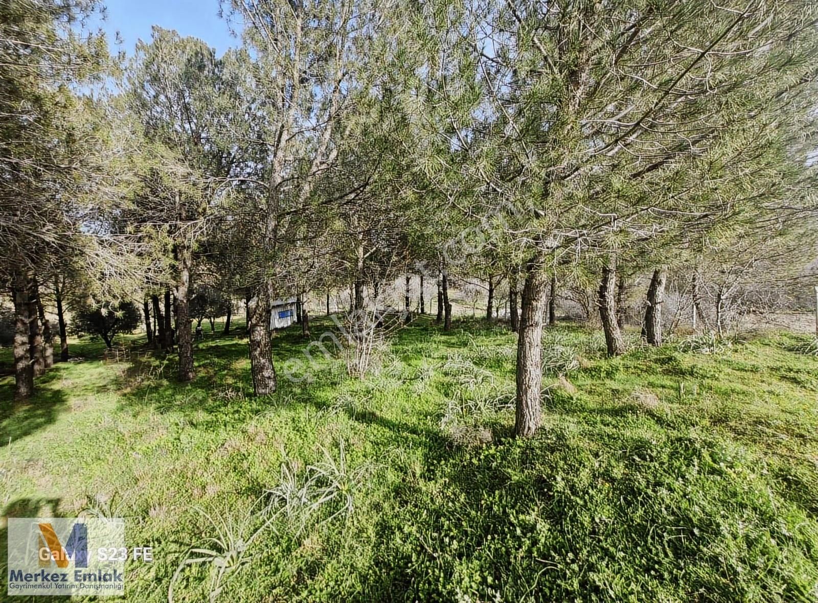 Kadastral Yola Cepheli Elektrik Ve Suyu Olan Satılık Zeytinlik - Görsel 3