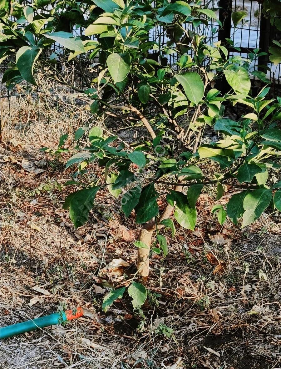 Foça Hacıveli'de Eşyasız Bahçeli Ayrı Mutfaklı 2+1 Daire - Görsel 22