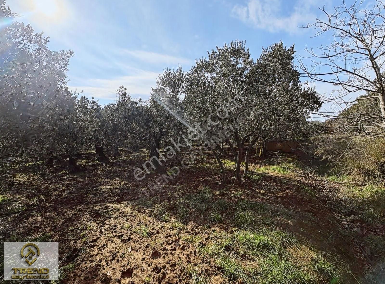 Trend'den Erdek Hamamlı'da Asfalta Cephe 5.314m2 Zeytinlik - Görsel 11