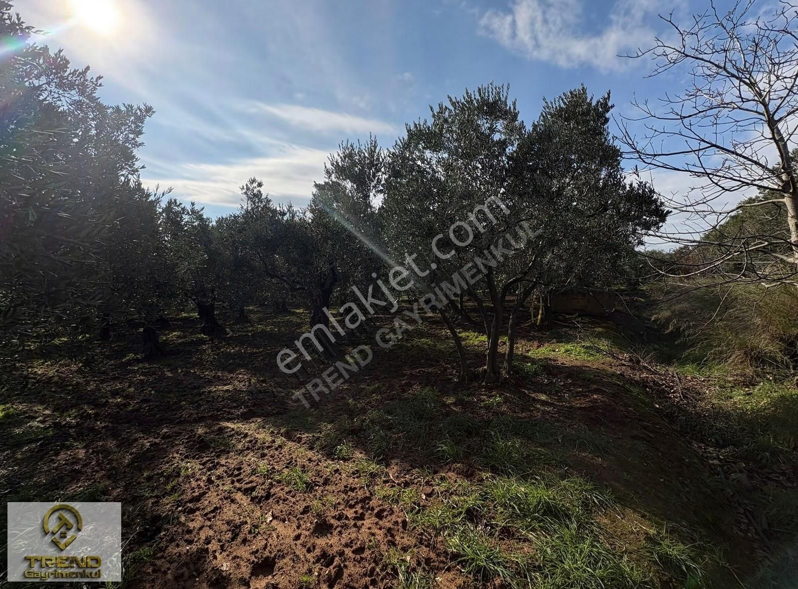 Trend'den Erdek Hamamlı'da Asfalta Cephe 5.314m2 Zeytinlik - Görsel 6