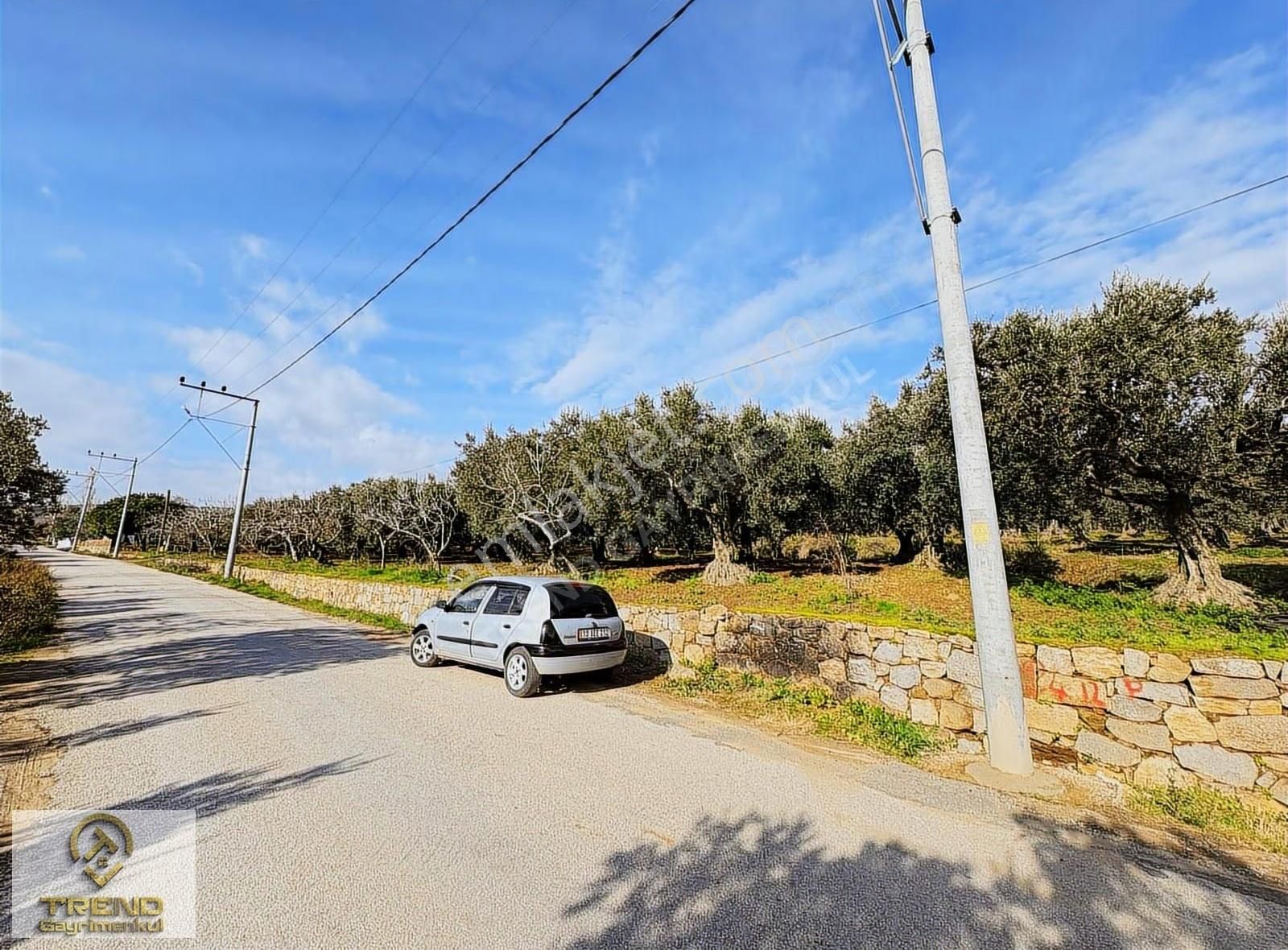 Trend'den Erdek Hamamlı'da Asfalta Cephe 5.314m2 Zeytinlik - Görsel 3