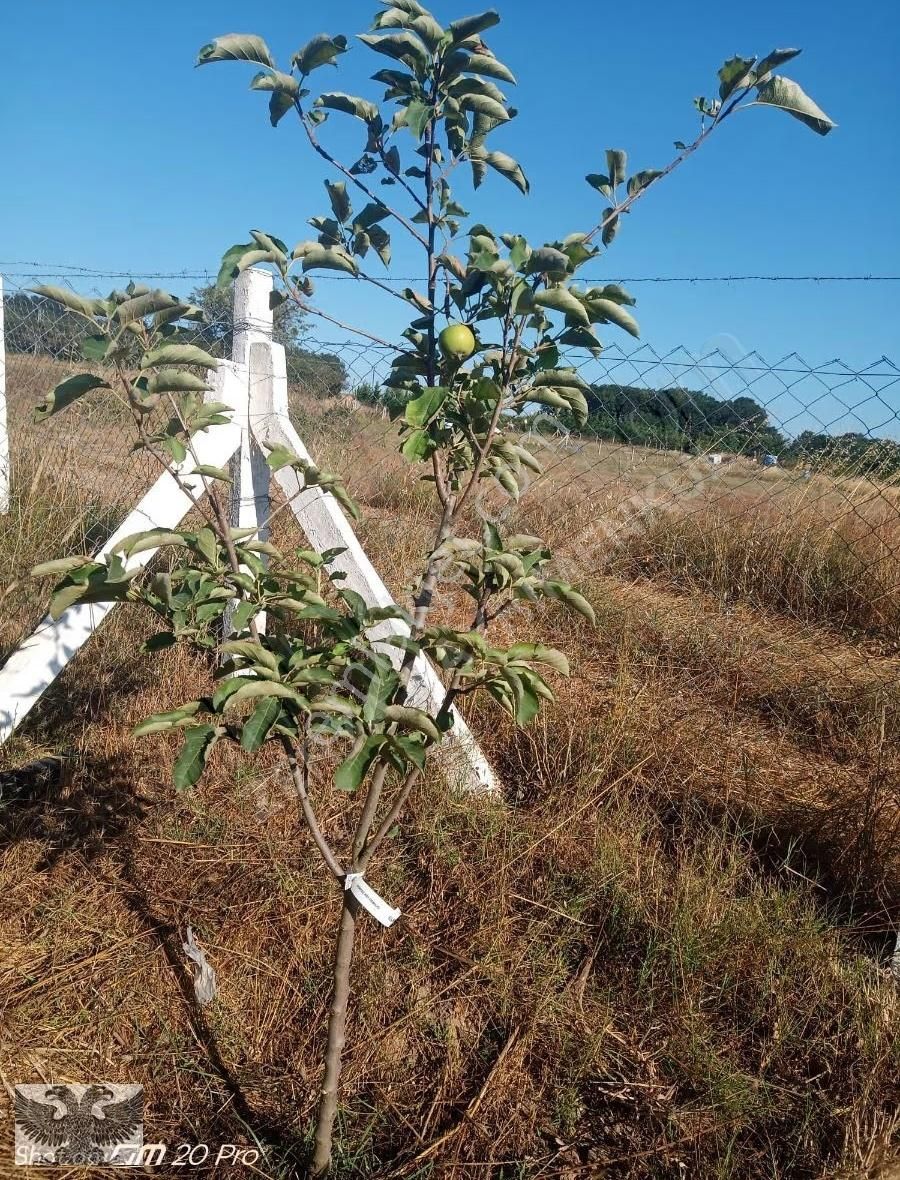 Büyükçavuşluda 870 M2 Mahallenin Yanı Başında Hazır Kurulu Düzen - Görsel 6
