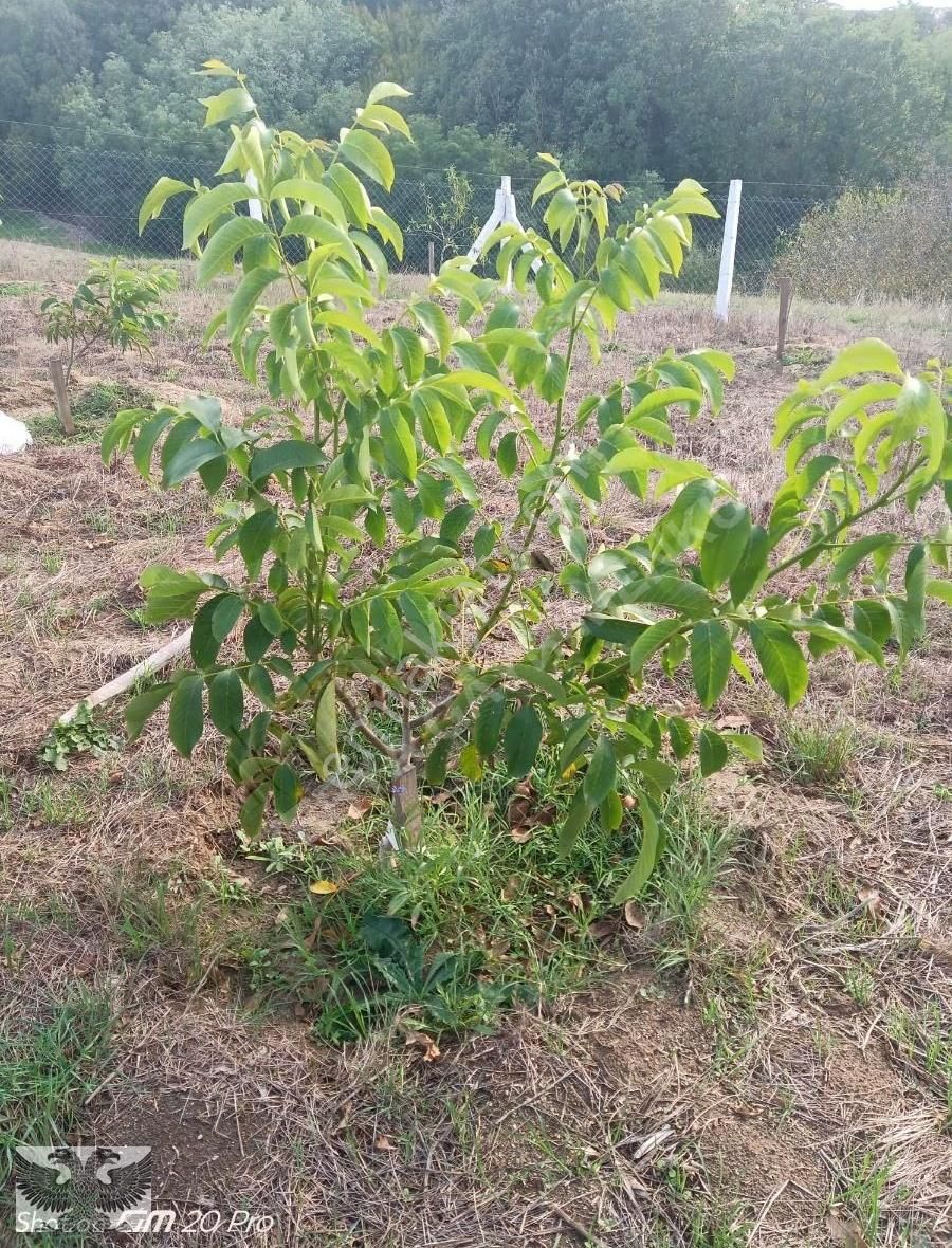 Büyükçavuşluda 870 M2 Mahallenin Yanı Başında Hazır Kurulu Düzen - Görsel 13