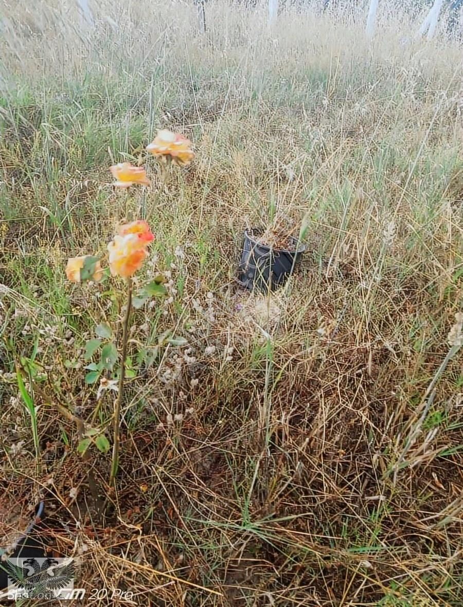 Büyükçavuşluda 870 M2 Mahallenin Yanı Başında Hazır Kurulu Düzen - Görsel 24