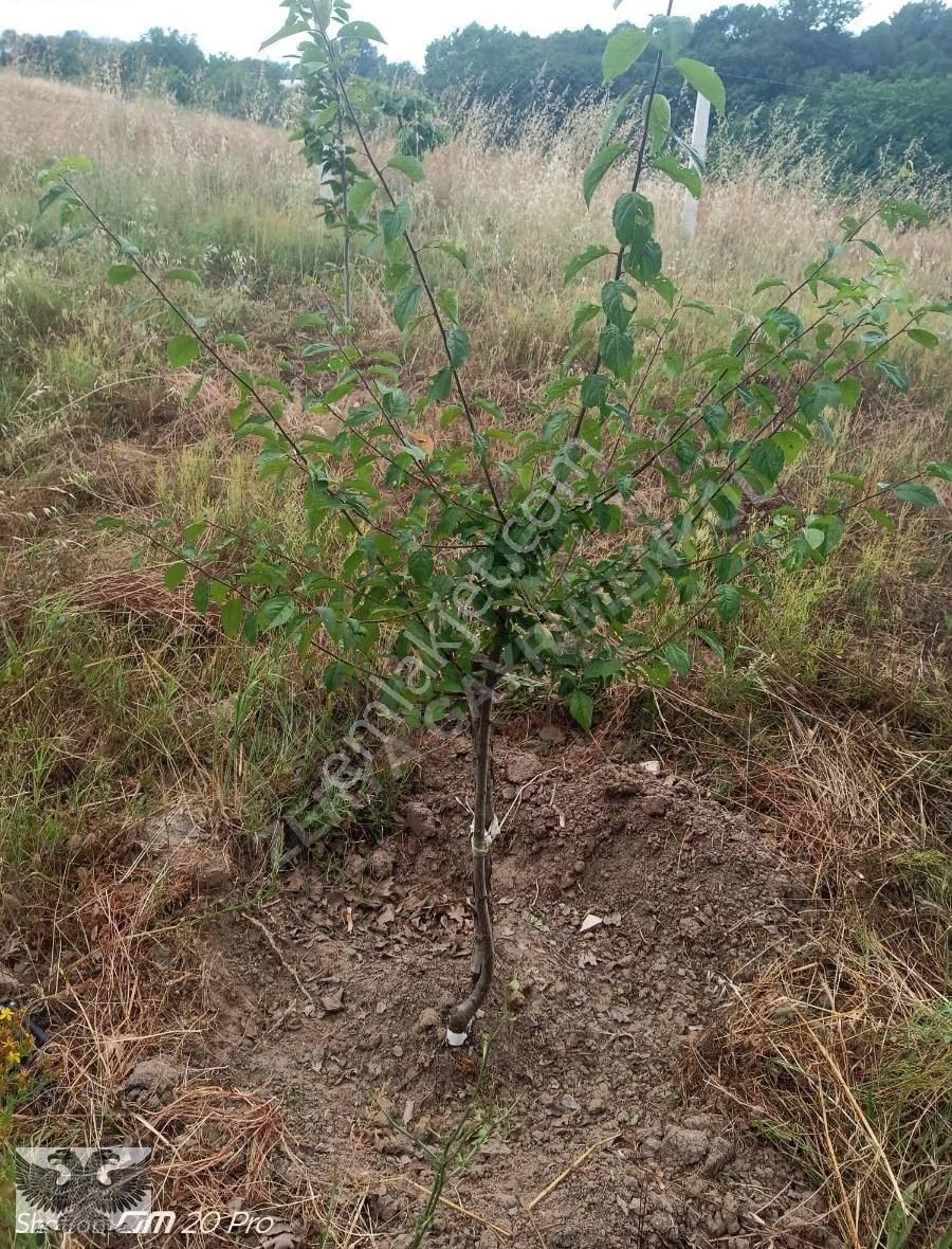 Büyükçavuşluda 870 M2 Mahallenin Yanı Başında Hazır Kurulu Düzen - Görsel 14