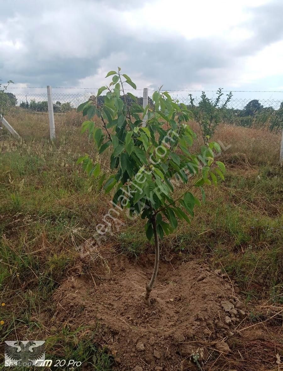 Büyükçavuşluda 870 M2 Mahallenin Yanı Başında Hazır Kurulu Düzen - Görsel 11