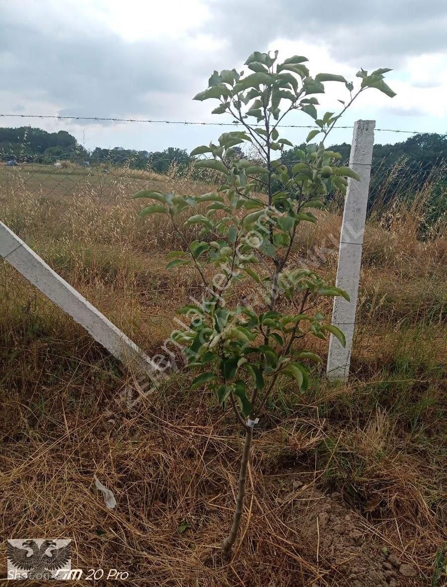 Büyükçavuşluda 870 M2 Mahallenin Yanı Başında Hazır Kurulu Düzen - Görsel 18