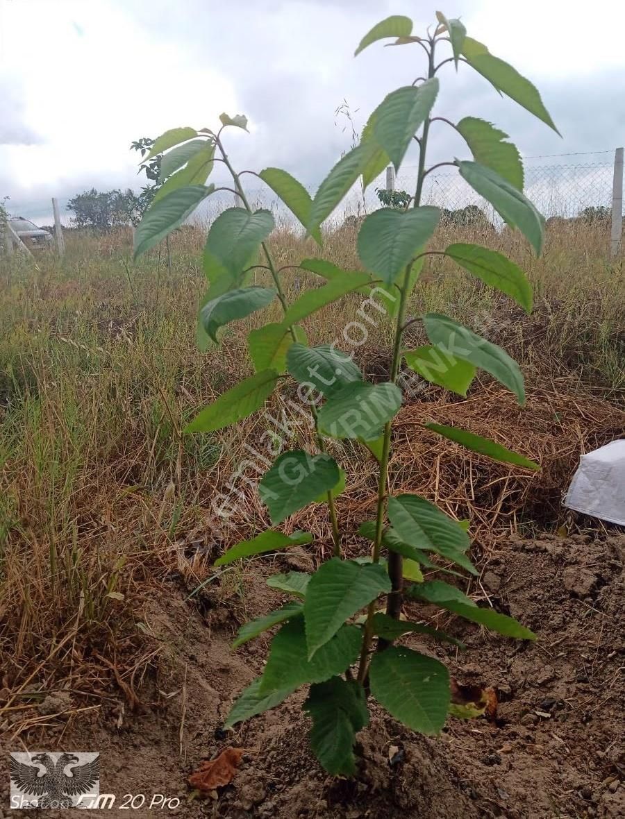 Büyükçavuşluda 870 M2 Mahallenin Yanı Başında Hazır Kurulu Düzen - Görsel 15