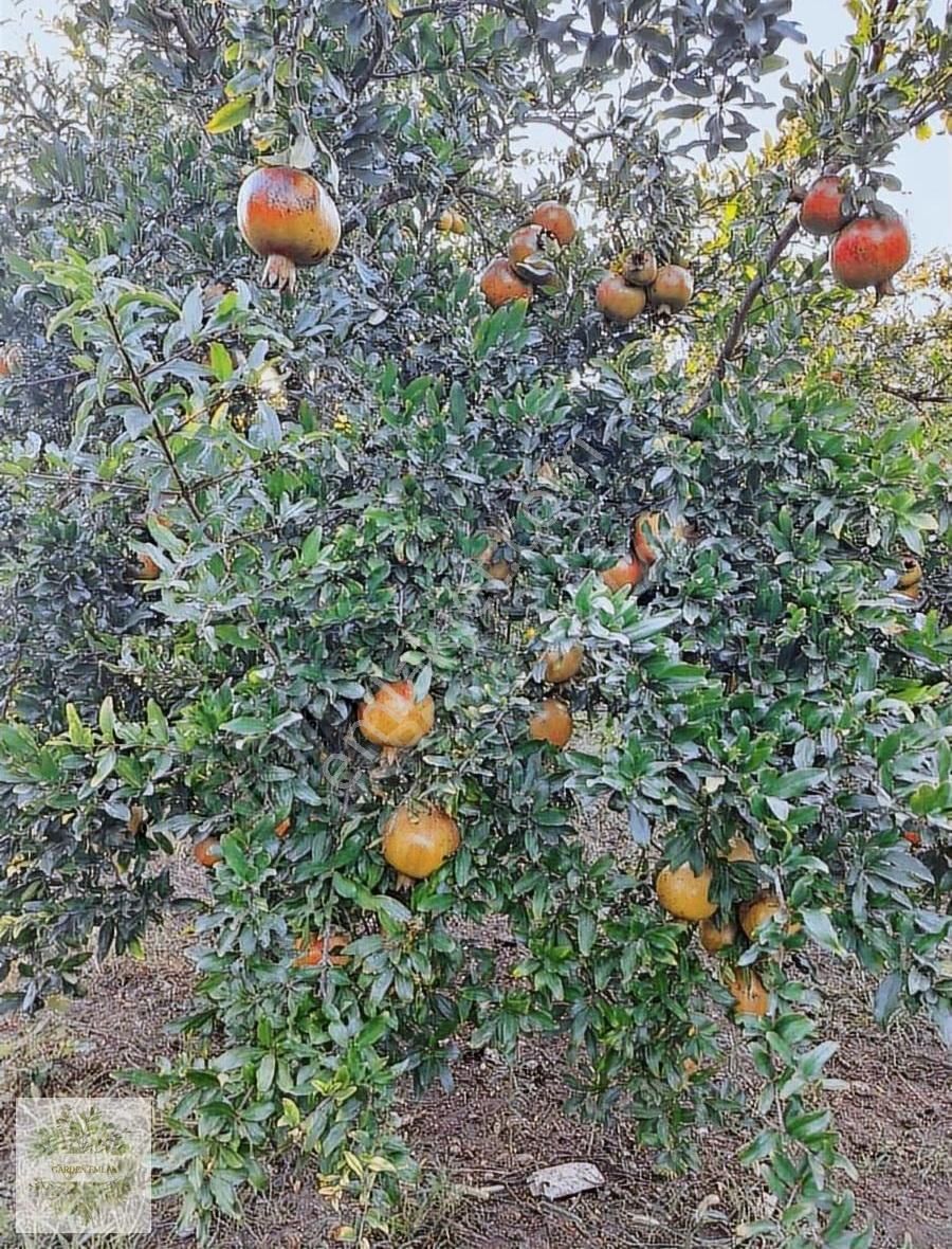 Antalya Konyaaltı Doyran Gölet Yakınında - Görsel 4