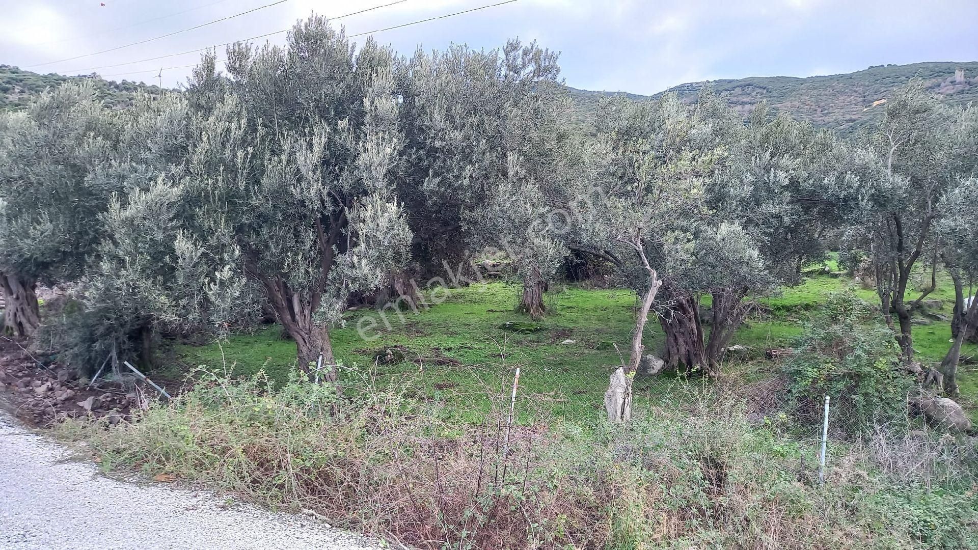 Aliağa Çıtak Köyünde Satılık Zeytinlik - Görsel 3