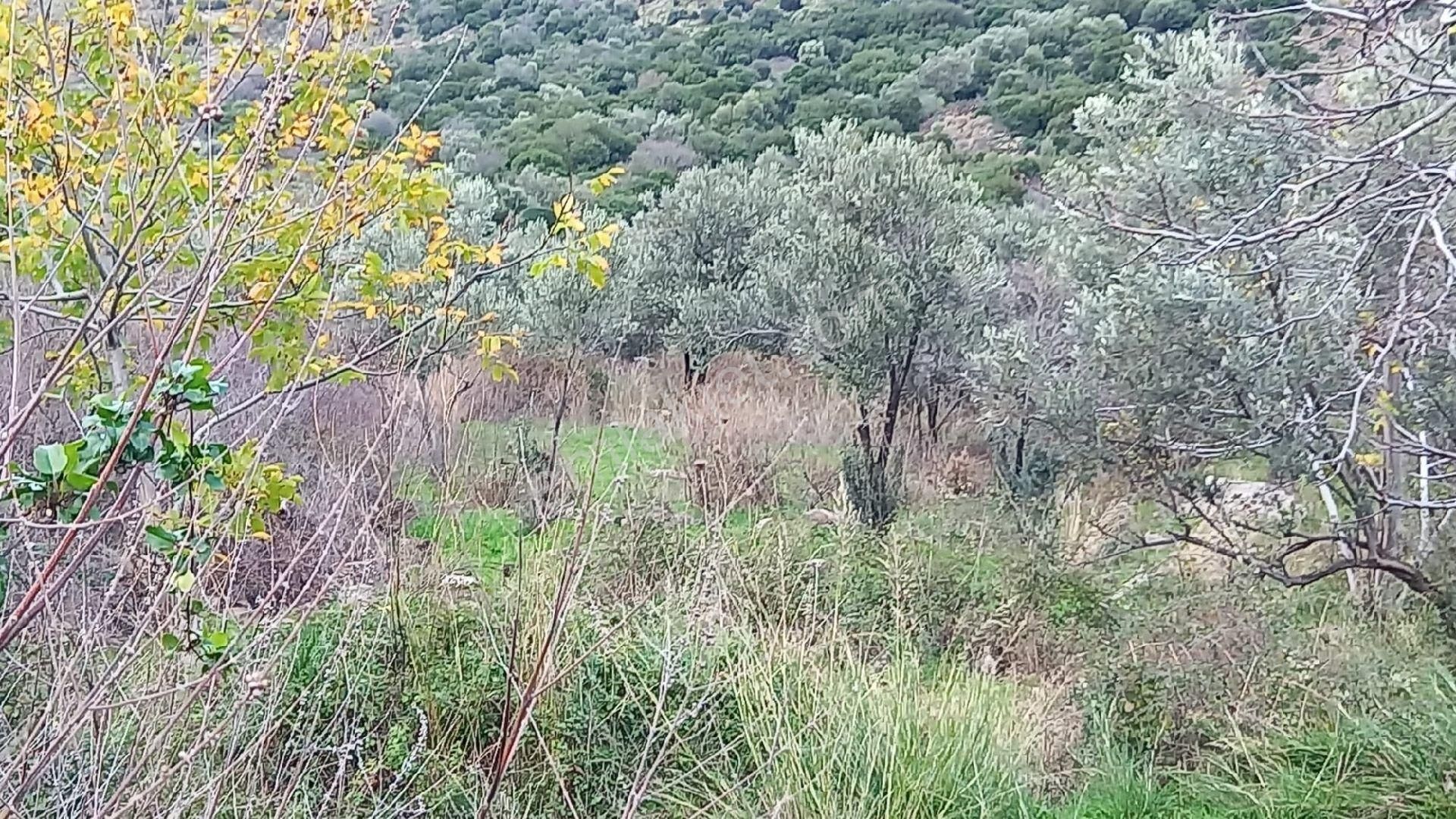 Aliağa Çıtak Köyünde Satılık Zeytinlik - Görsel 14