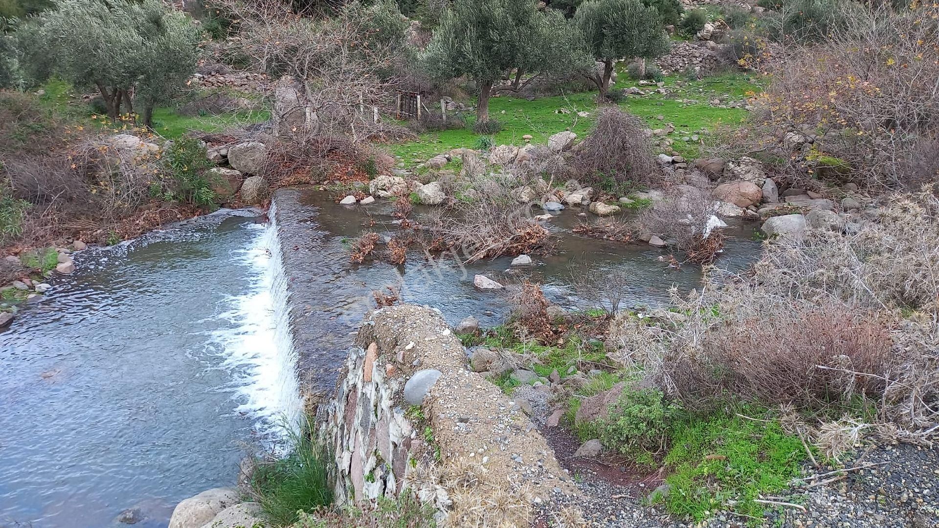 Aliağa Çıtak Köyünde Satılık Zeytinlik - Görsel 7