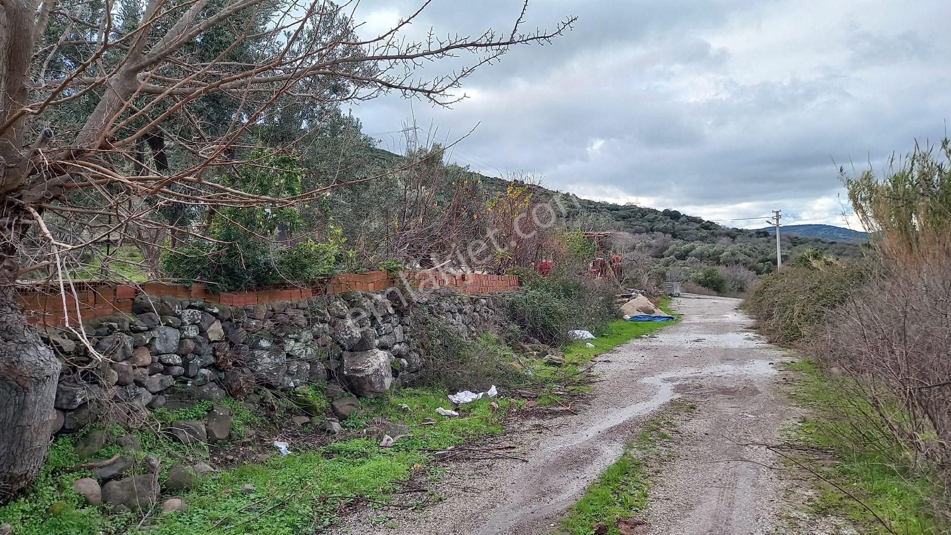 Aliağa Çıtak Köyünde Satılık Zeytinlik - Görsel 11