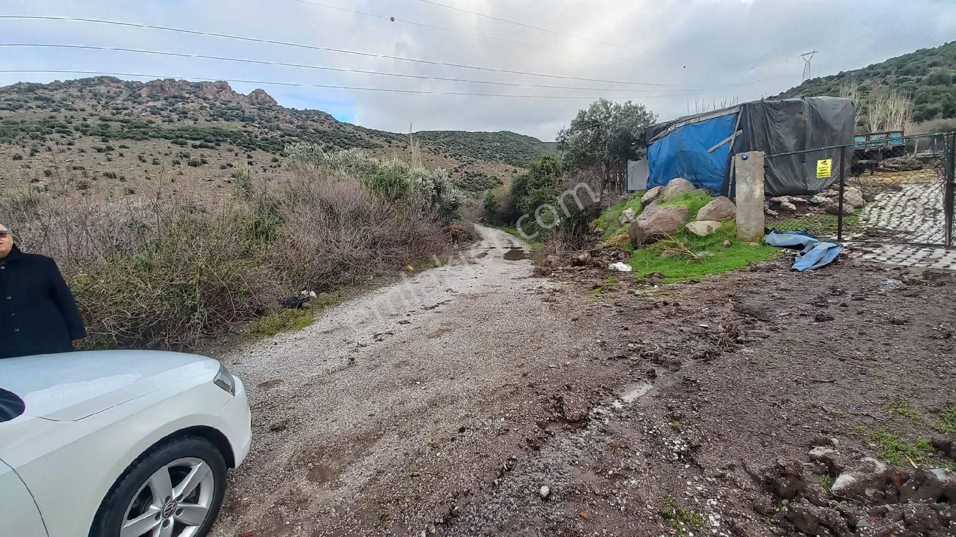 Aliağa Çıtak Köyünde Satılık Zeytinlik - Görsel 13
