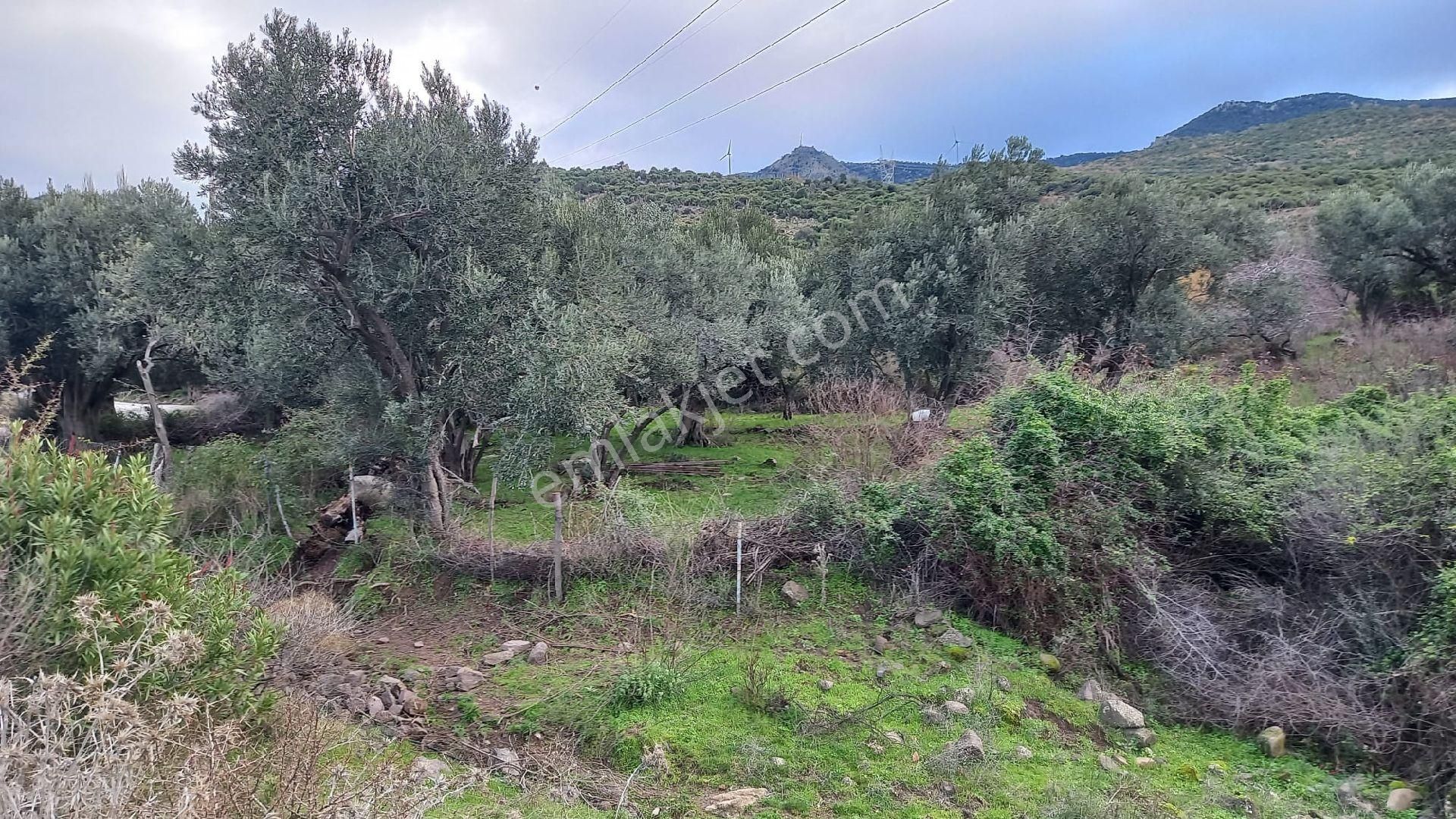 Aliağa Çıtak Köyünde Satılık Zeytinlik - Görsel 4