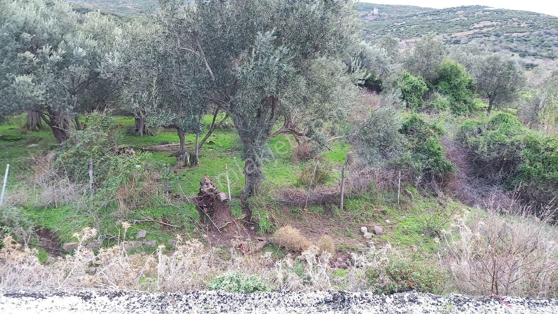 Aliağa Çıtak Köyünde Satılık Zeytinlik - Görsel 8