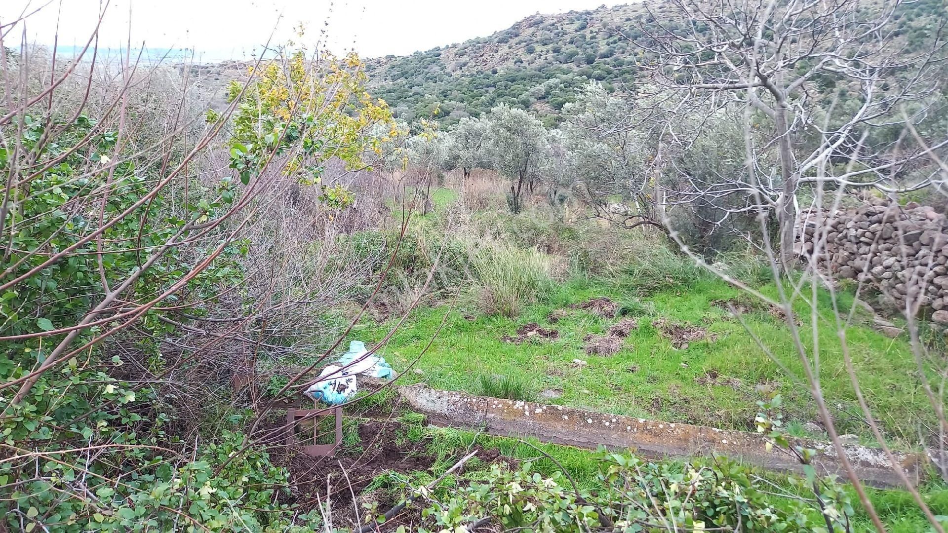 Aliağa Çıtak Köyünde Satılık Zeytinlik - Görsel 16