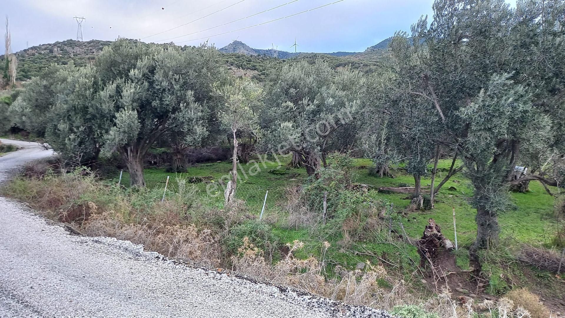 Aliağa Çıtak Köyünde Satılık Zeytinlik - Görsel 9
