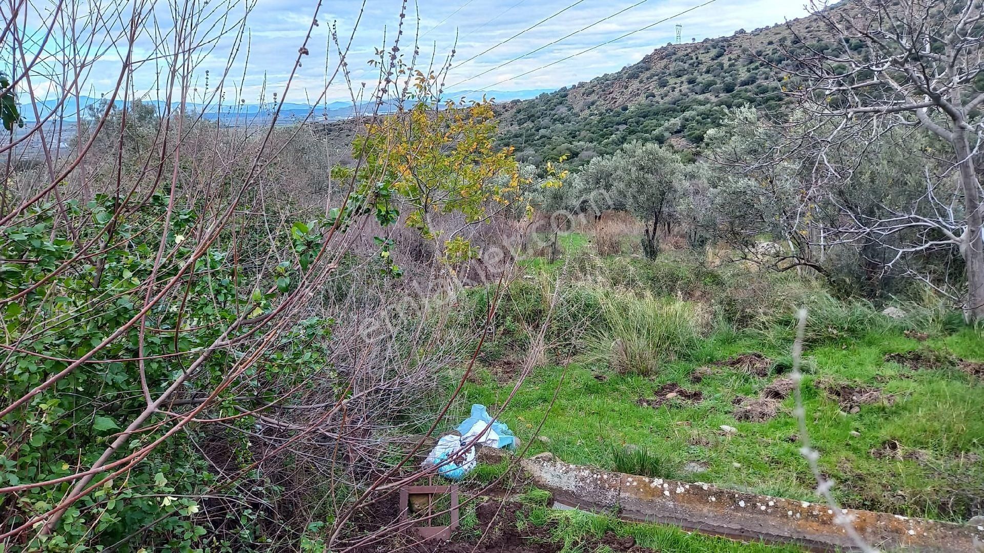 Aliağa Çıtak Köyünde Satılık Zeytinlik - Görsel 15
