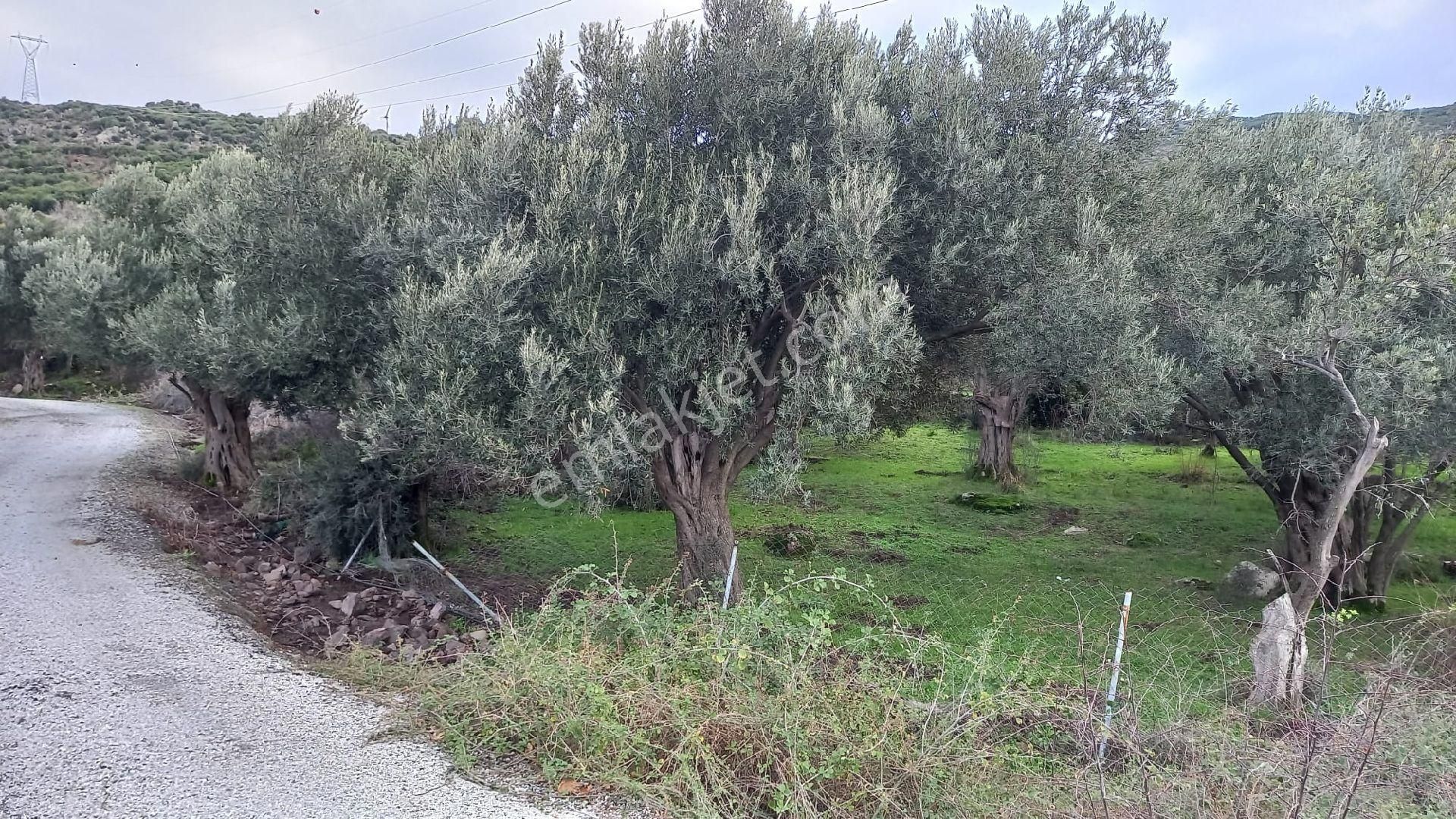 Aliağa Çıtak Köyünde Satılık Zeytinlik