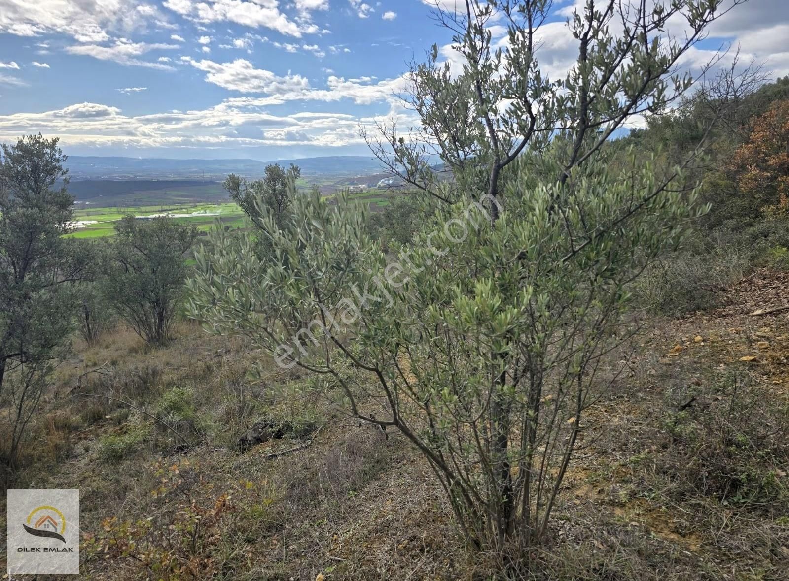 Bursa Yenişehir'de Yerleşime Yakın Tek Tapu 1300m2 Zeytinlik Bağ - Görsel 6