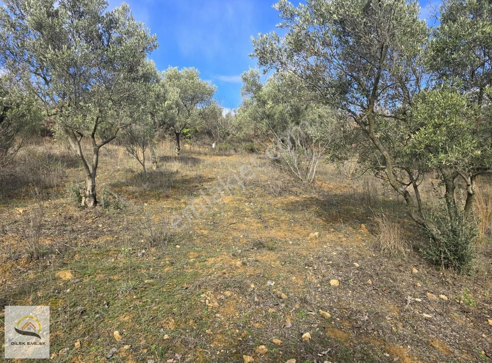 Bursa Yenişehir'de Yerleşime Yakın Tek Tapu 1300m2 Zeytinlik Bağ - Görsel 9