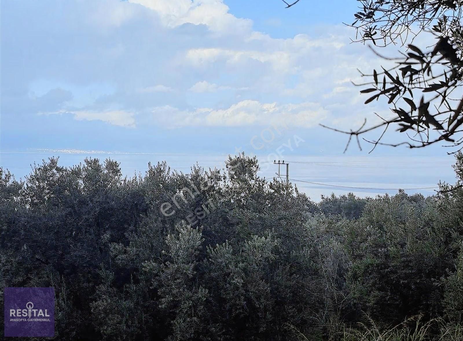 İznik Müşküle'de Göl Manzaralı 2.027m2 Satılık Zeytinlik - Görsel 3