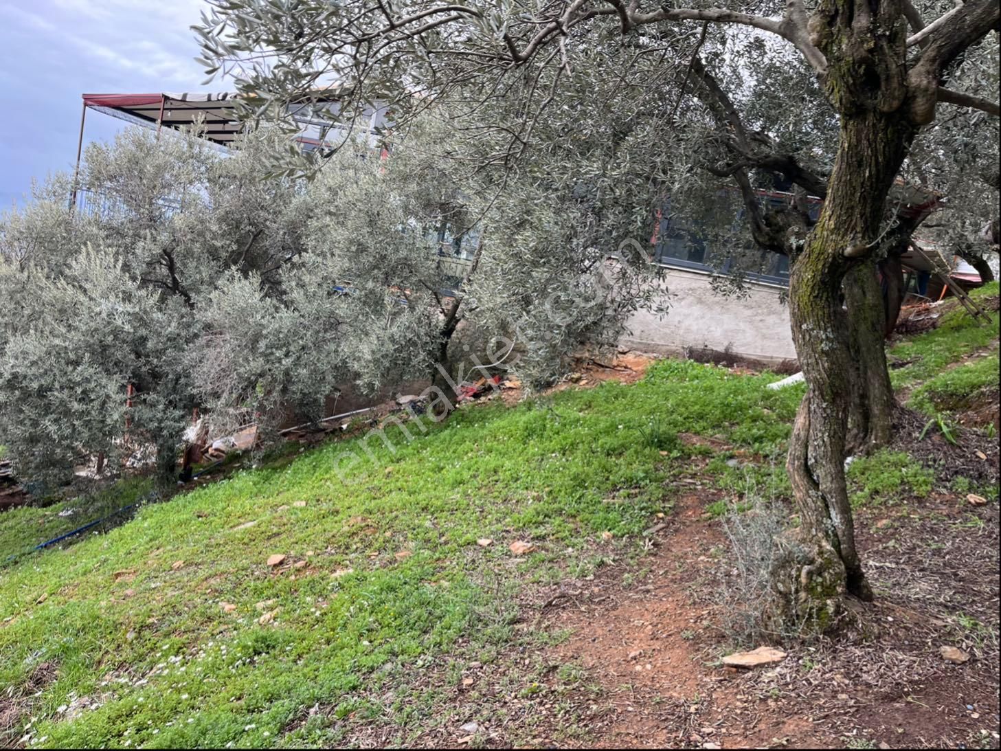 İzmir Bayındır Kızıloba Köy İçinde Zeytinlik - Görsel 10