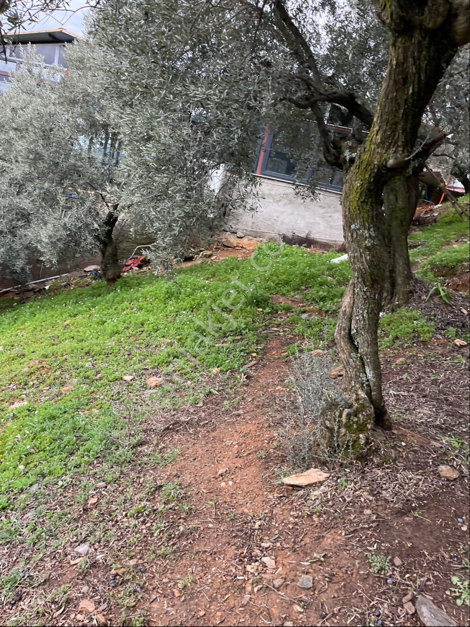 İzmir Bayındır Kızıloba Köy İçinde Zeytinlik