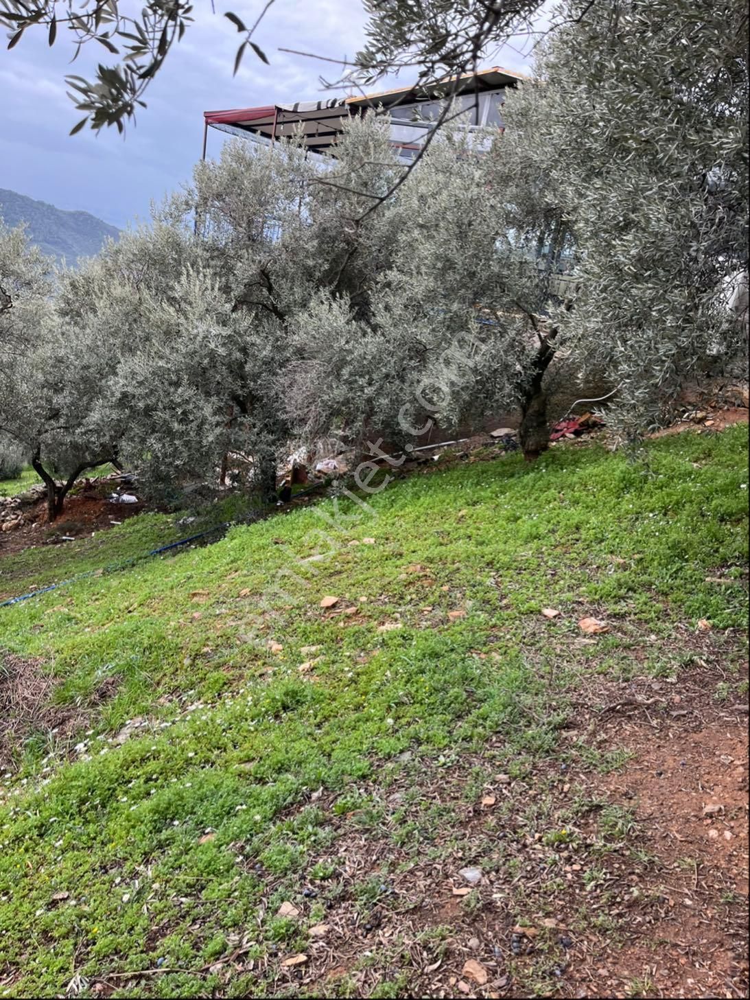 İzmir Bayındır Kızıloba Köy İçinde Zeytinlik - Görsel 3