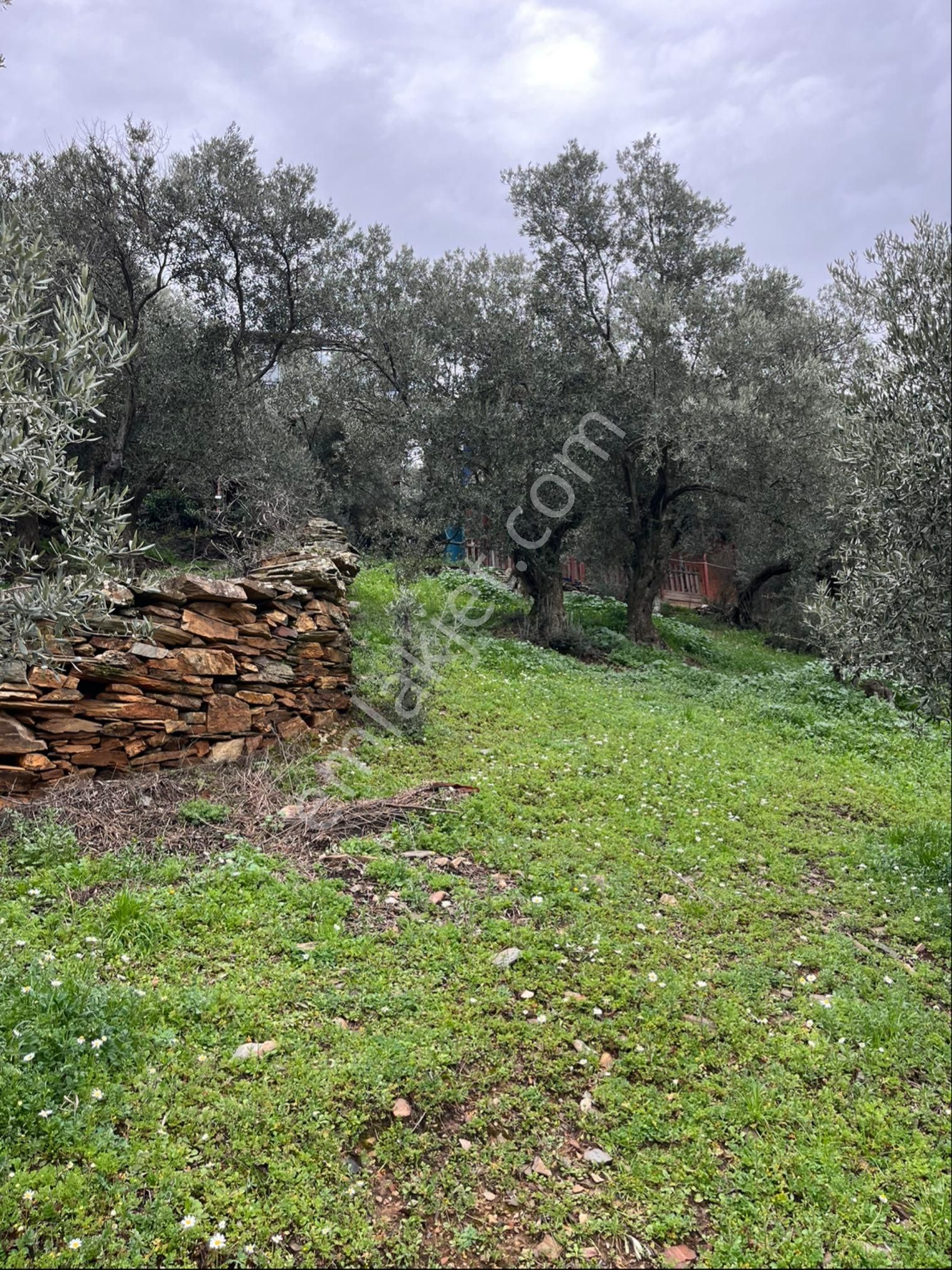 İzmir Bayındır Kızıloba Satılık Köyün Dibinde Zeytinlik