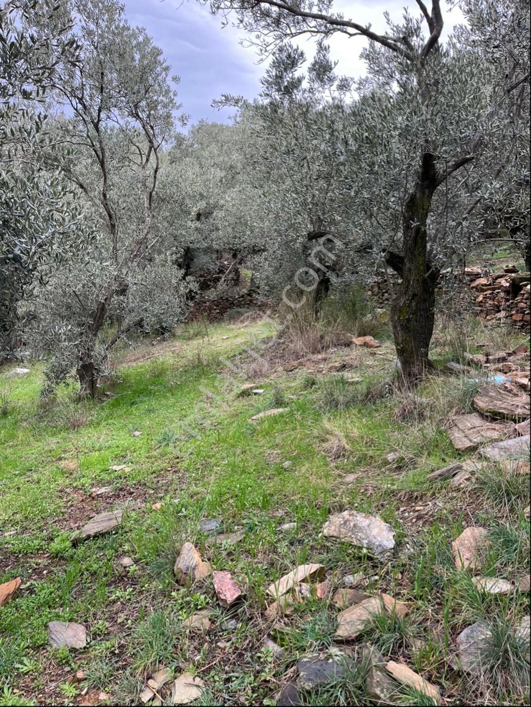 İzmir Bayındır Kızıloba Satılık Köyün Dibinde Zeytinlik - Görsel 5