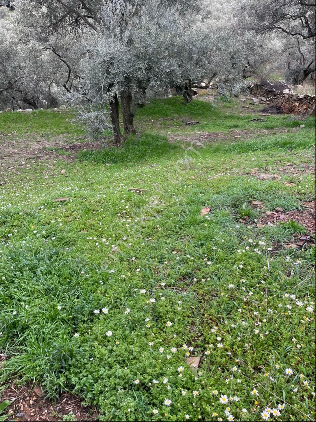 İzmir Bayındır Kızıloba Satılık Köyün Dibinde Zeytinlik - Görsel 7
