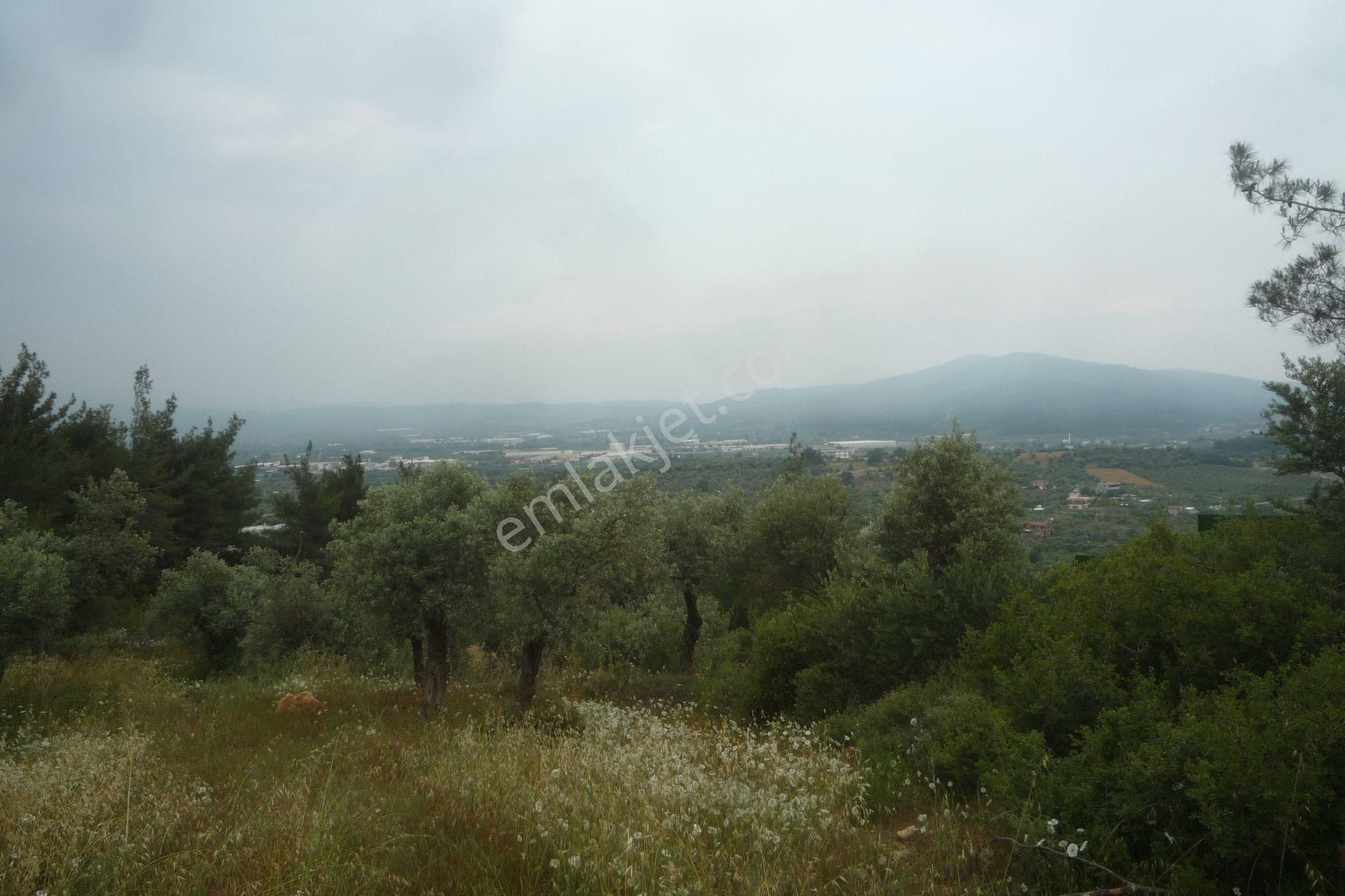 İzmir Torbalı Gold Emlaktan Satılık Zeytinli Tarla