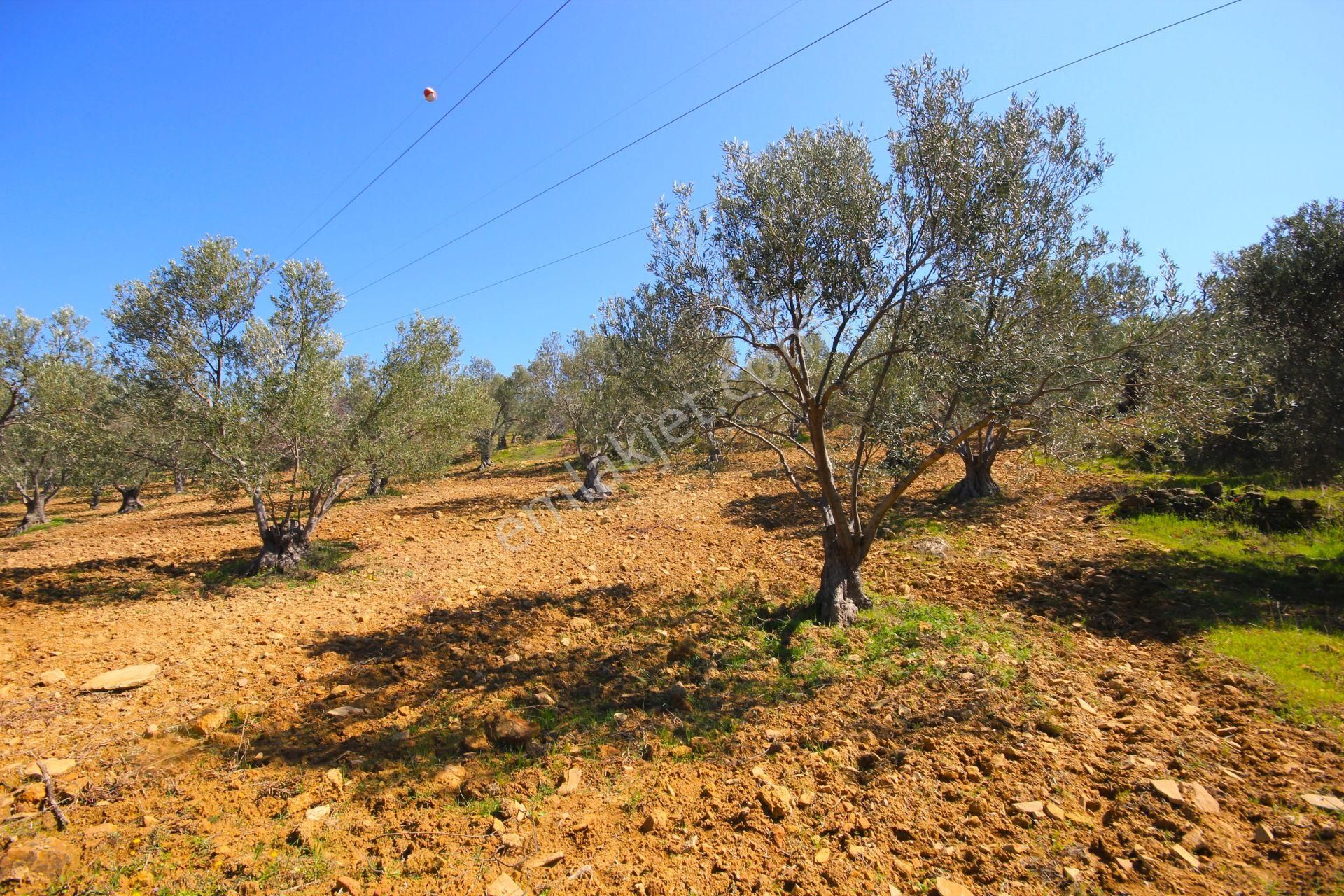 🌈aktif'ten Hisar'da 20 Dönümlük Yatırımlığa Tam Uygun 2 Ton Yağ Elde Edilen Satılık Zeytinlik 🌈 - Görsel 15