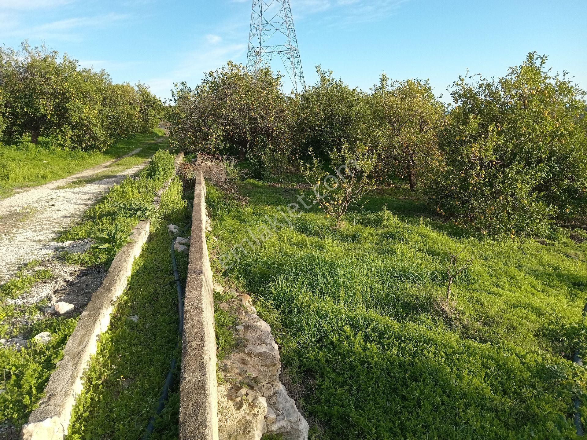 Mersin Erdemli Çiftepınar Mah.da 750 M.kare Satılık Tarla-bahçe - Görsel 4
