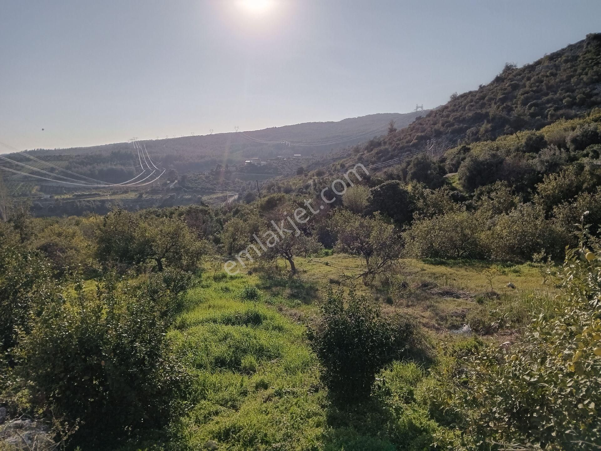 Mersin Erdemli Çiftepınar Mah.da 2161 M.kare Satılık Limon Bahçesi - Görsel 3
