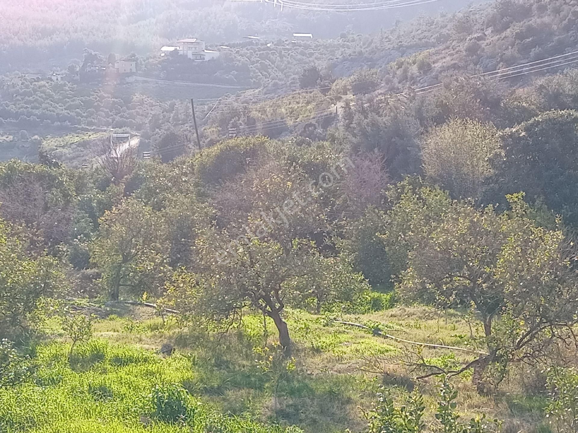 Mersin Erdemli Çiftepınar Mah.da 2161 M.kare Satılık Limon Bahçesi - Görsel 4