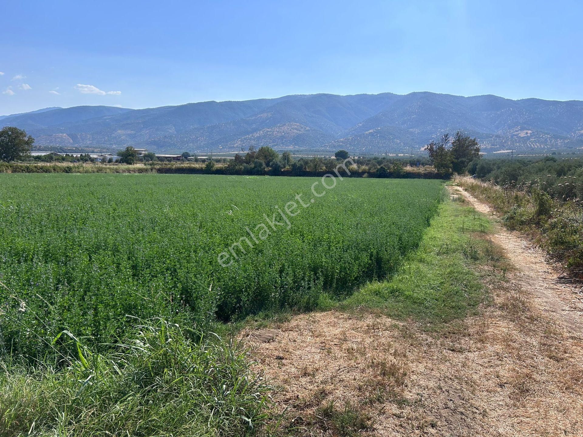 Nazilli Bozdoğan Yolu Kenarı 12716 M2 Satılık Tarla .. - Görsel 7