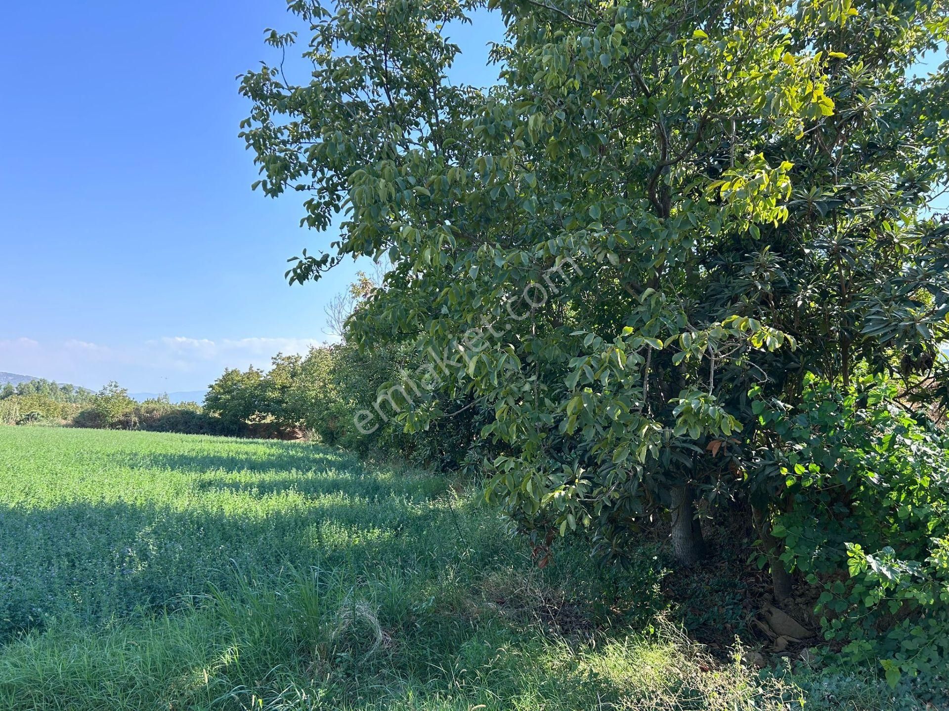 Nazilli Bozdoğan Yolu Kenarı 12716 M2 Satılık Tarla .. - Görsel 8