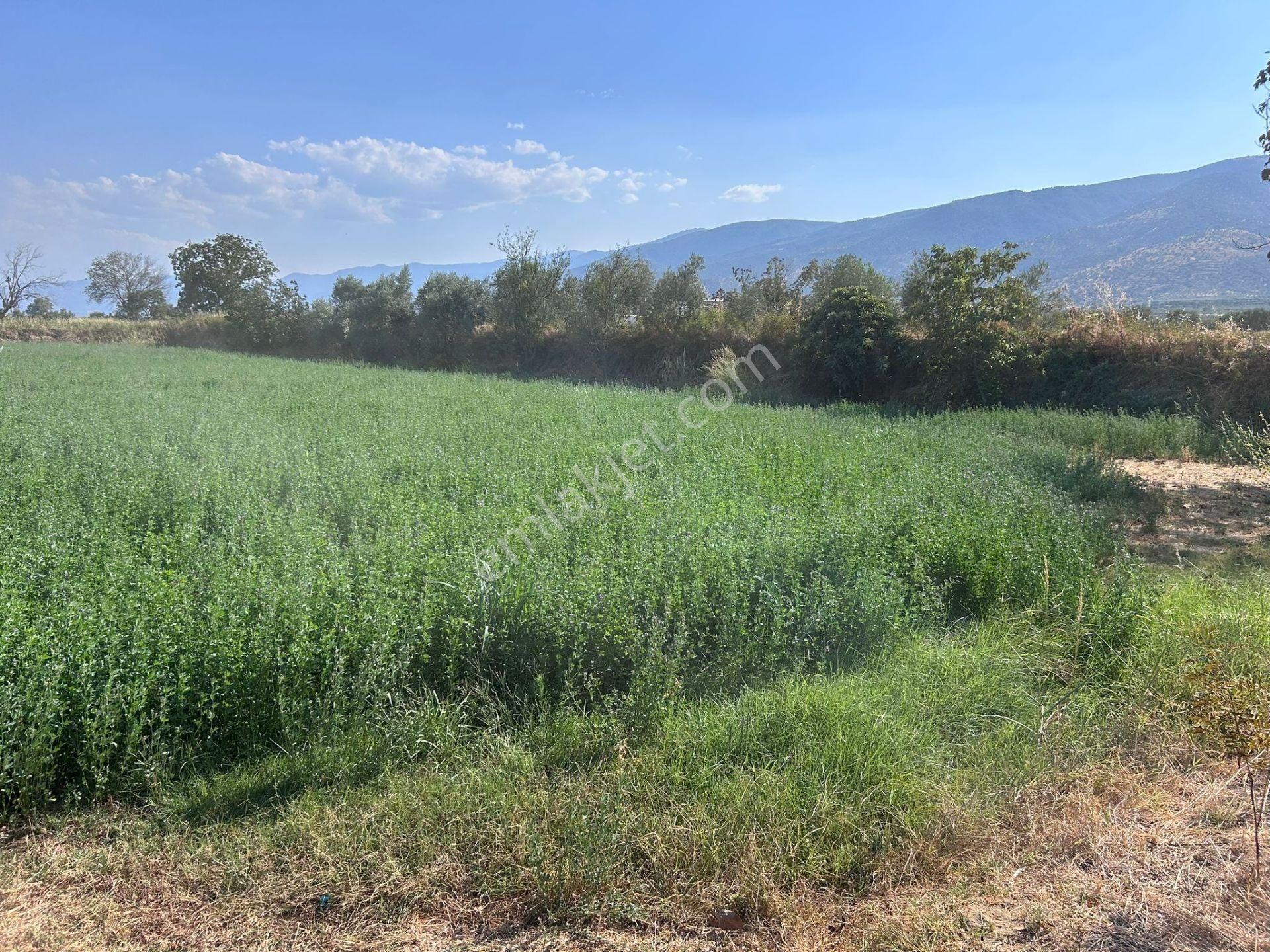 Nazilli Bozdoğan Yolu Kenarı 12716 M2 Satılık Tarla .. - Görsel 2