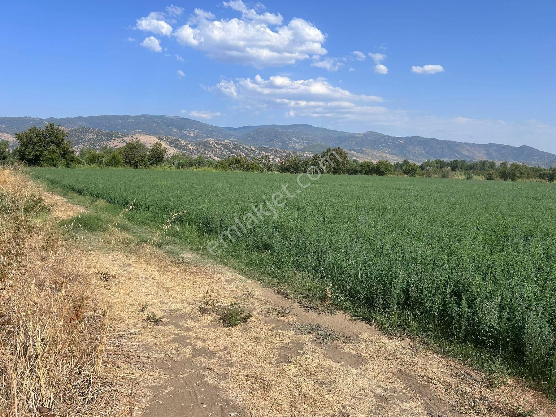 Nazilli Bozdoğan Yolu Kenarı 12716 M2 Satılık Tarla .. - Görsel 5