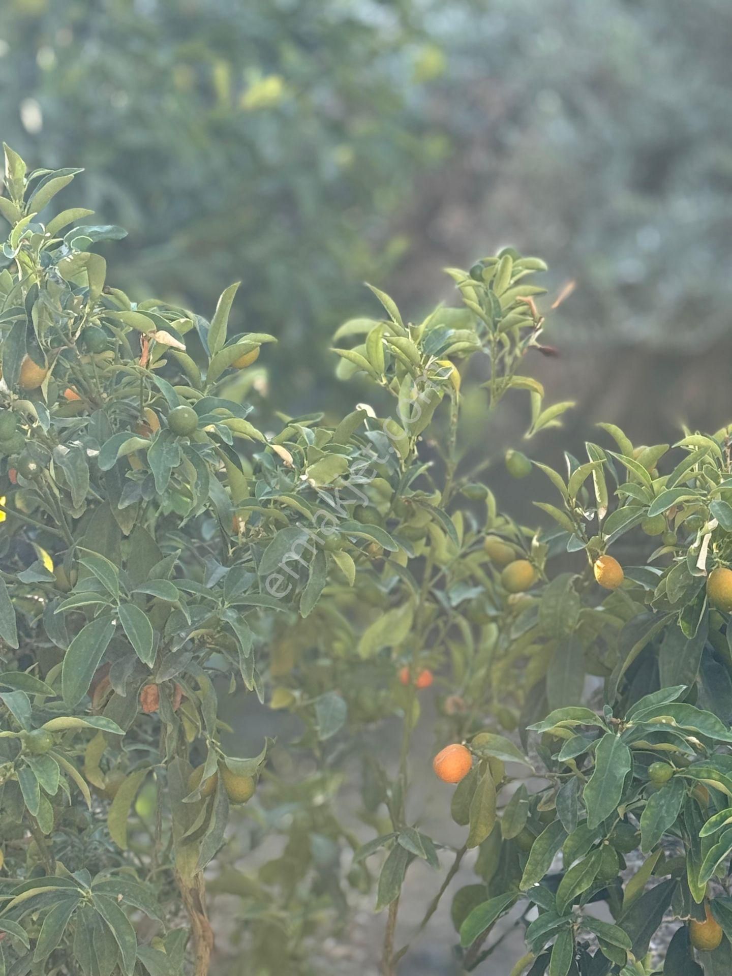 Bolkar Emlaktan Çopurluda Satılık Müstakil Ev Ve Arsası - Görsel 27