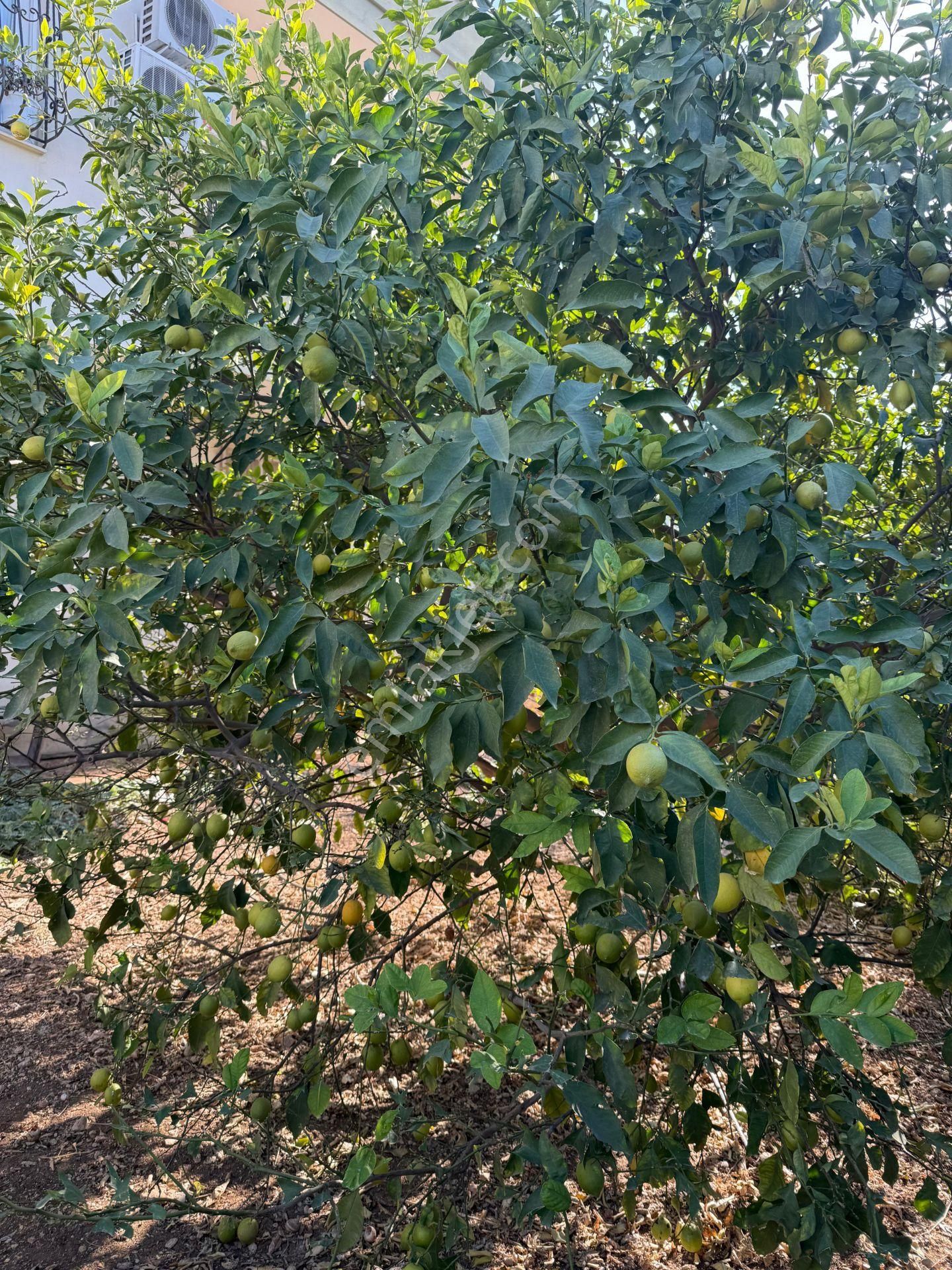 Bolkar Emlaktan Çopurluda Satılık Müstakil Ev Ve Arsası - Görsel 25