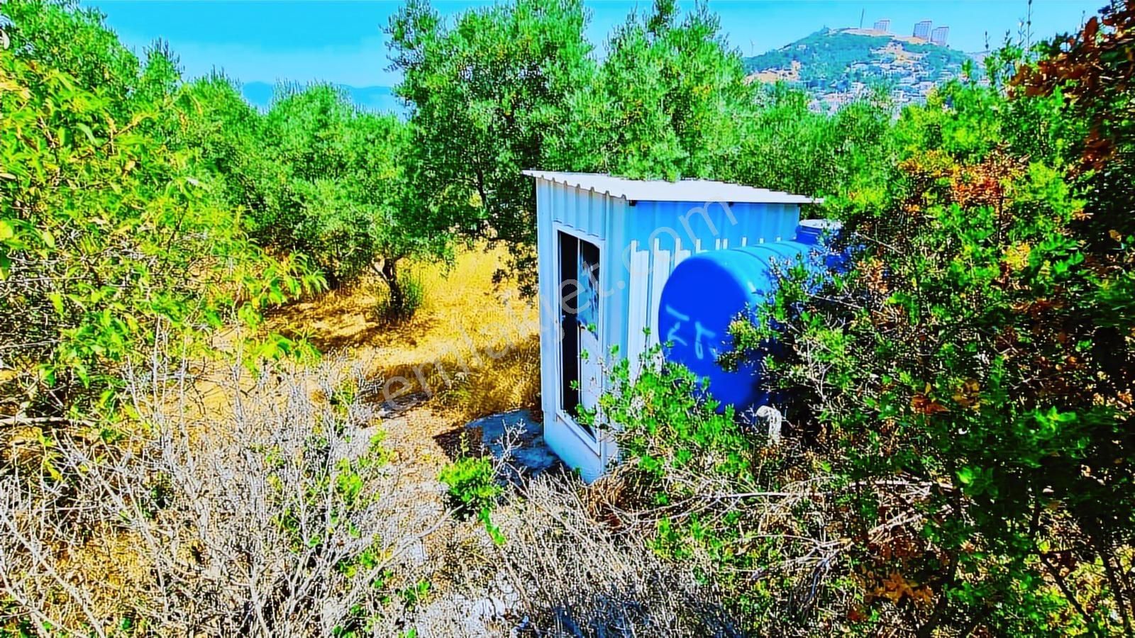 Evim Gayrimenkul Den Edincik Te Satılık İki Parsel Zeytinlik - Görsel 10