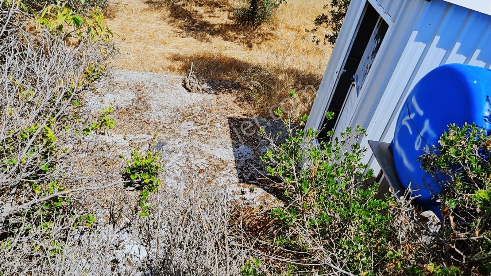 Evim Gayrimenkul Den Edincik Te Satılık İki Parsel Zeytinlik - Görsel 3
