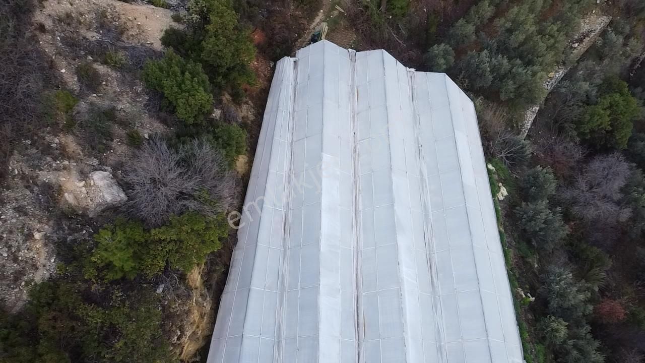 Alanya Kayabaşı Mah.sökelli Mevkii Seralı Satılık 1330 M2 Tarla - Görsel 4